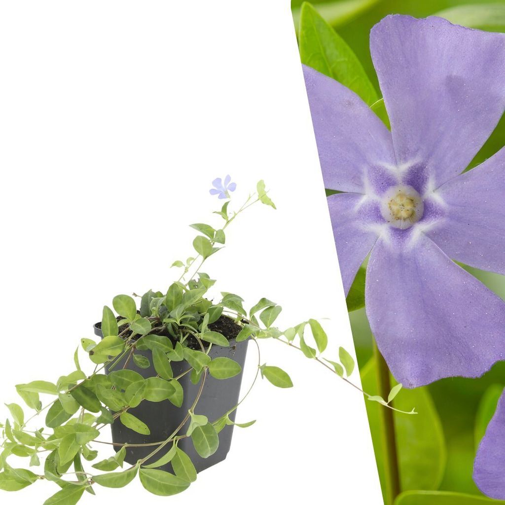 Plants by Frank | 6 Immergrün Pflanzen | Vinca Minor | Produktbild 