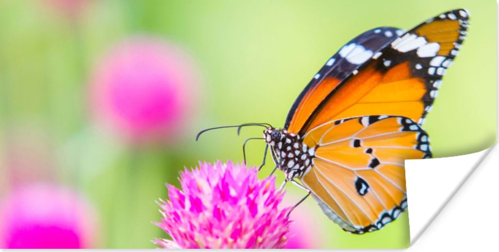 MuchoWow Poster Insekten - Schmetterlinge - Blumen 150x75 cm - ohne Rahmen