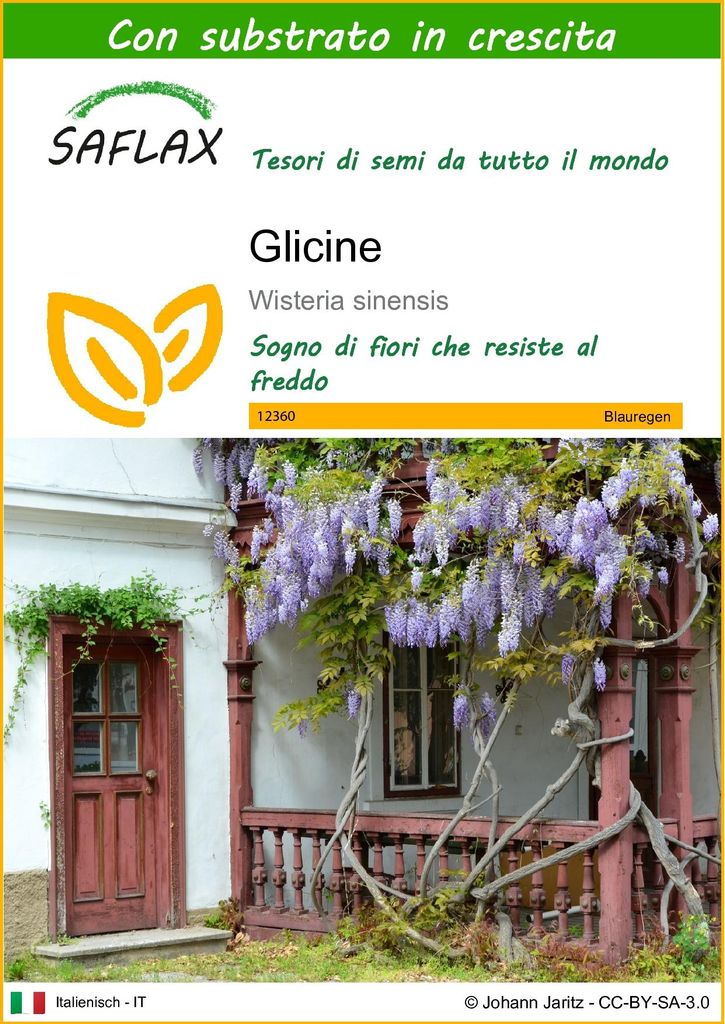 SAFLAX  - Glicine  - 4 semi - Con substrato - Wisteria Immagine del prodotto 