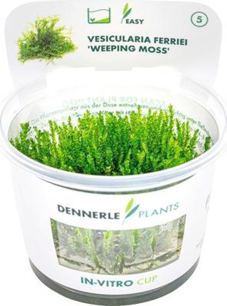Schlafmoosgewächs - Vesicularia ferriei In-Vitro