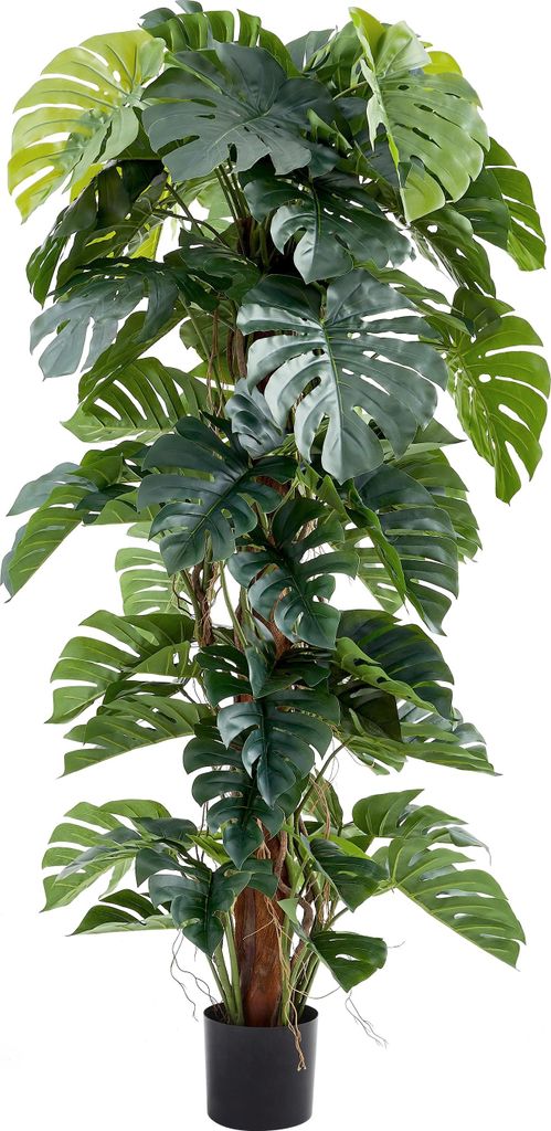 aplanta Künstlicher Split-Philodendron – Zephira | 190 cm, Echtholzstamm, für drinnen, Kunstpflanze, wie echt, Allergiker geeignet, pflanzliche...