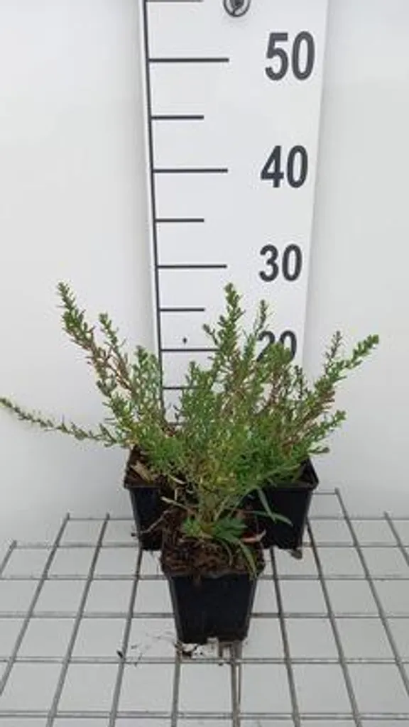 Aménager un massif d'automne avec 6 Asters ericoides Snow fir blancs