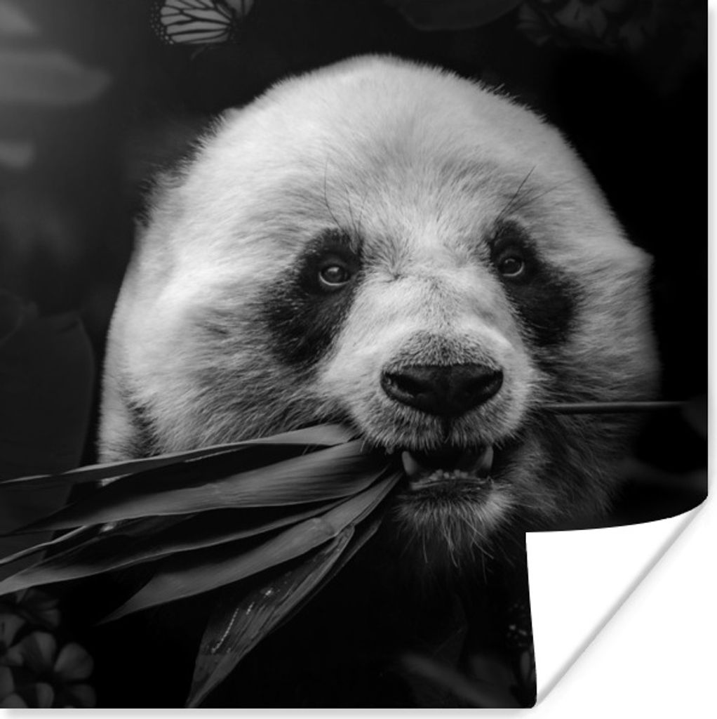 MuchoWow Poster Tiere - Panda - Dschungel - Schwarz - Weiß 100x100 cm - Babyzimmer