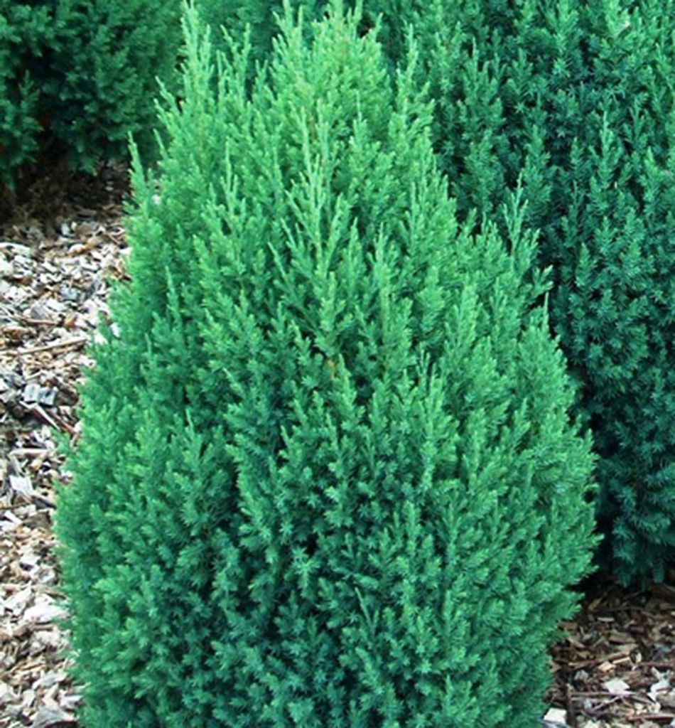 Chinesischer Wacholder ́STRICTA ́ 20-30 cm, Cont. 2,5 l