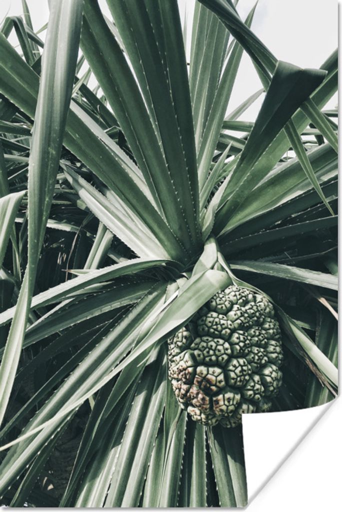 MuchoWow Poster Kaktus - Grün - Tropisch 80x120 cm - Papierdruck