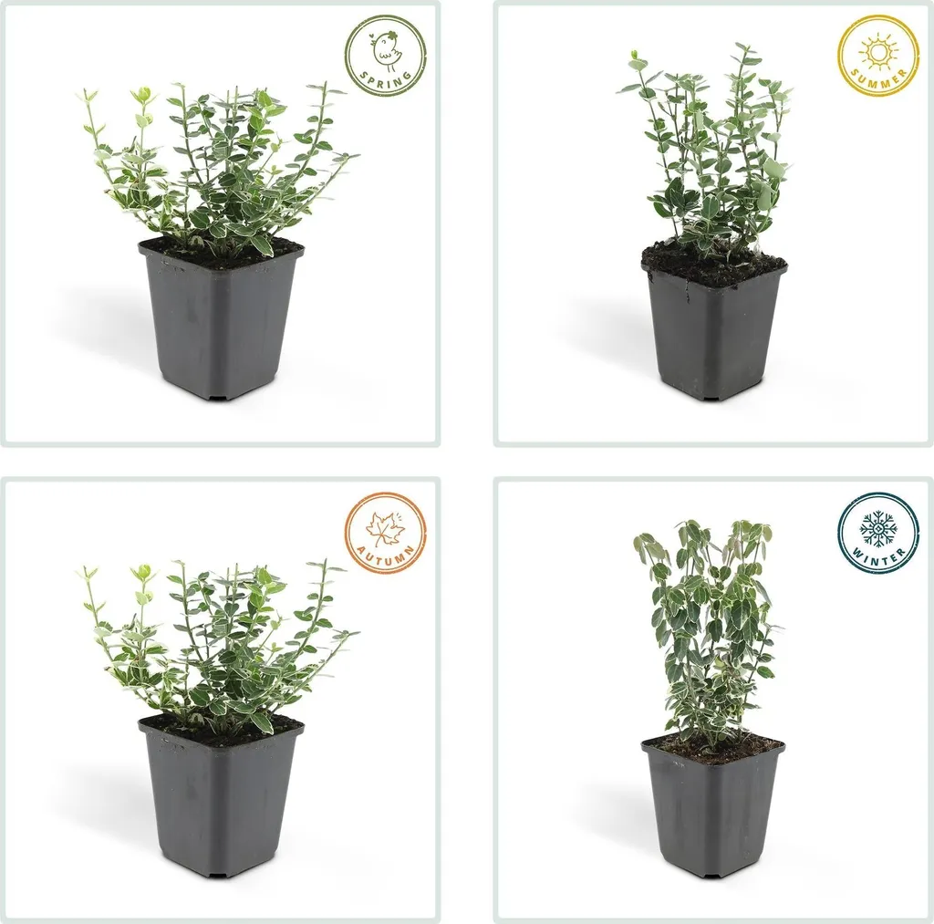 Euonymus Emerald Gaiety robuste et facile - 24 Arbustes rustiques