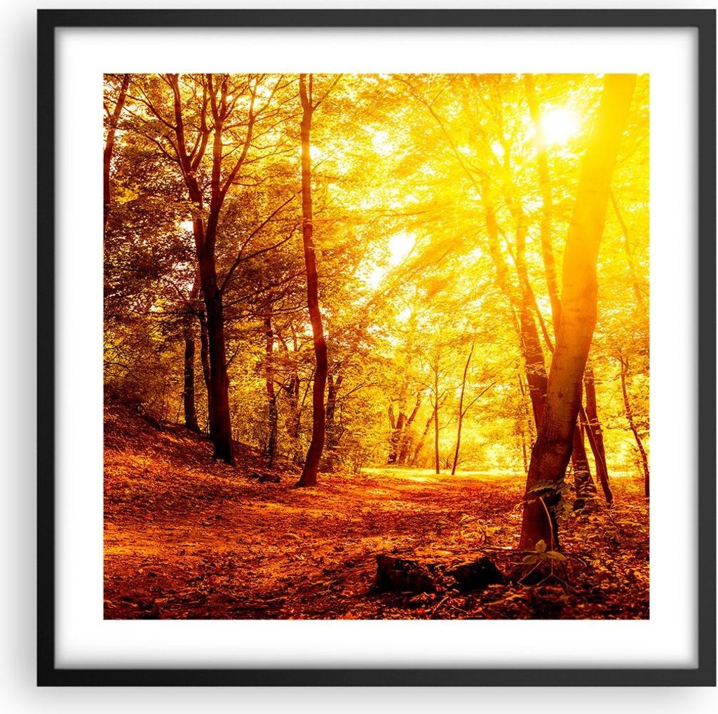 Gerahmtes Poster - Schwarzer Rahmen - Wald Baum Natur - Produktbild 