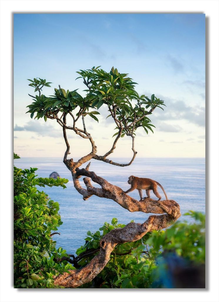 Wallario Poster - Affe auf Baum, Kunstdruck Größe: 70 x 100 cm
