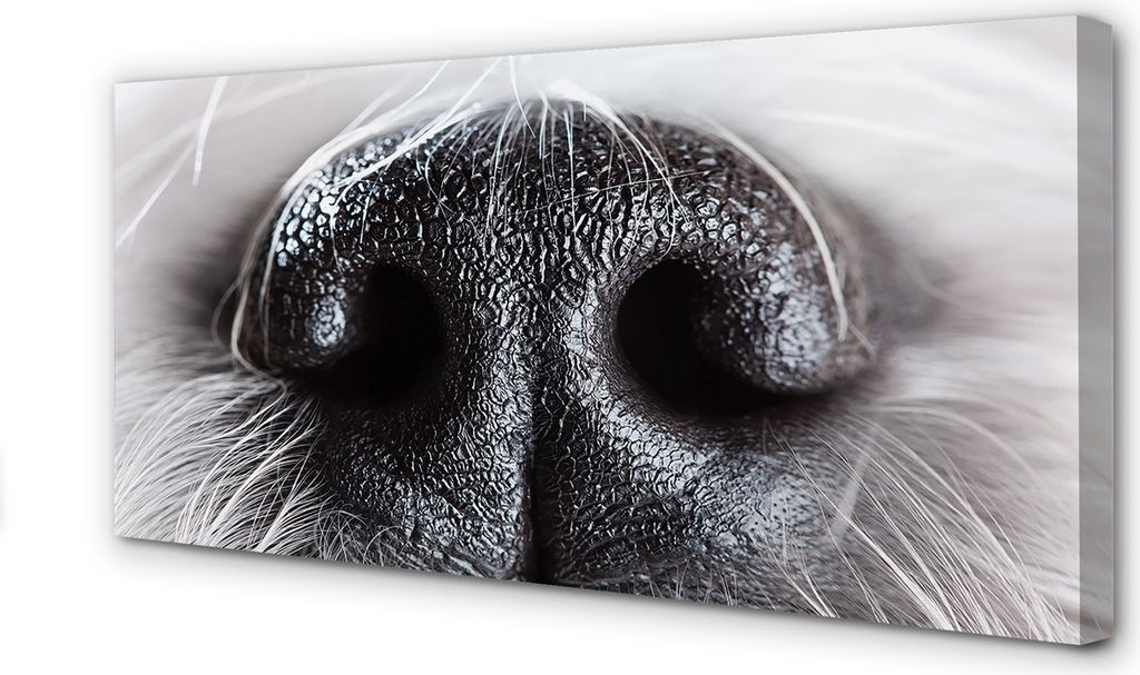 Leinwandbild 100x50 Wandkunst Hundenase