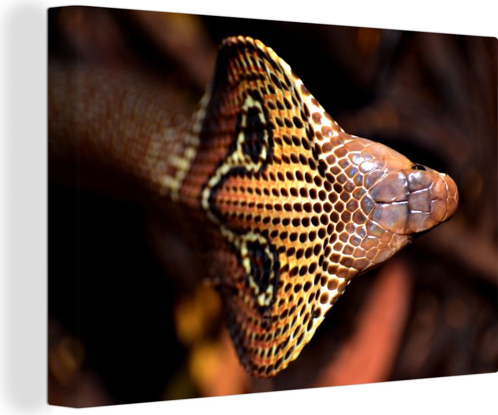 OneMillionCanvasses - Leinwandbilder - 140x90 cm, Draufsicht auf eine Cobra, Wandbilder Kunstdruck Wanddekoration - Foto auf Leinwand - Gemälde ...