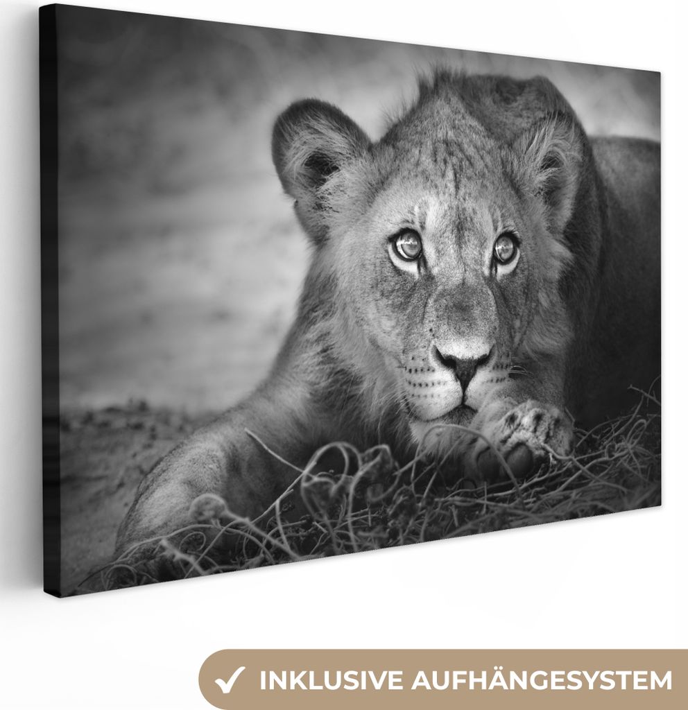 MuchoWow - Leinwandbilder - Wildtiere - Löwe - Natur - Schwarz - Weiß, Wandbild, Wanddeko Bilder Wohnzimmer, 30x20 cm