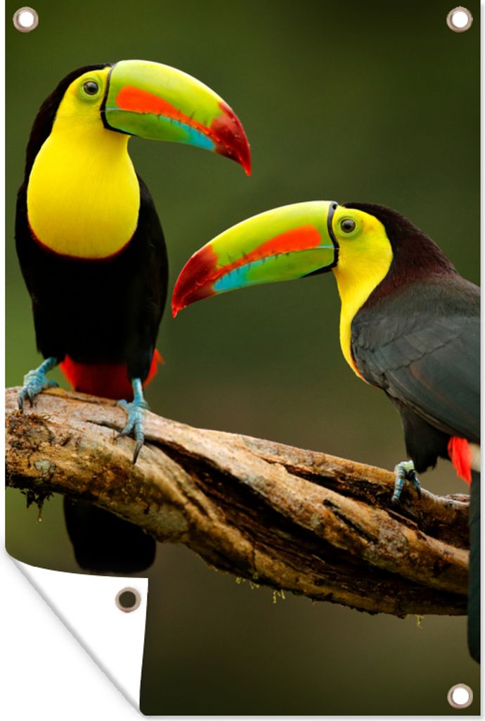 MuchoWow 40x60 cm Outdoor-Poster Gartendeko Sichtschutz Garten Poster für den Garten Vögel - Tukan - Zweig - Tiere - Regenbogen
