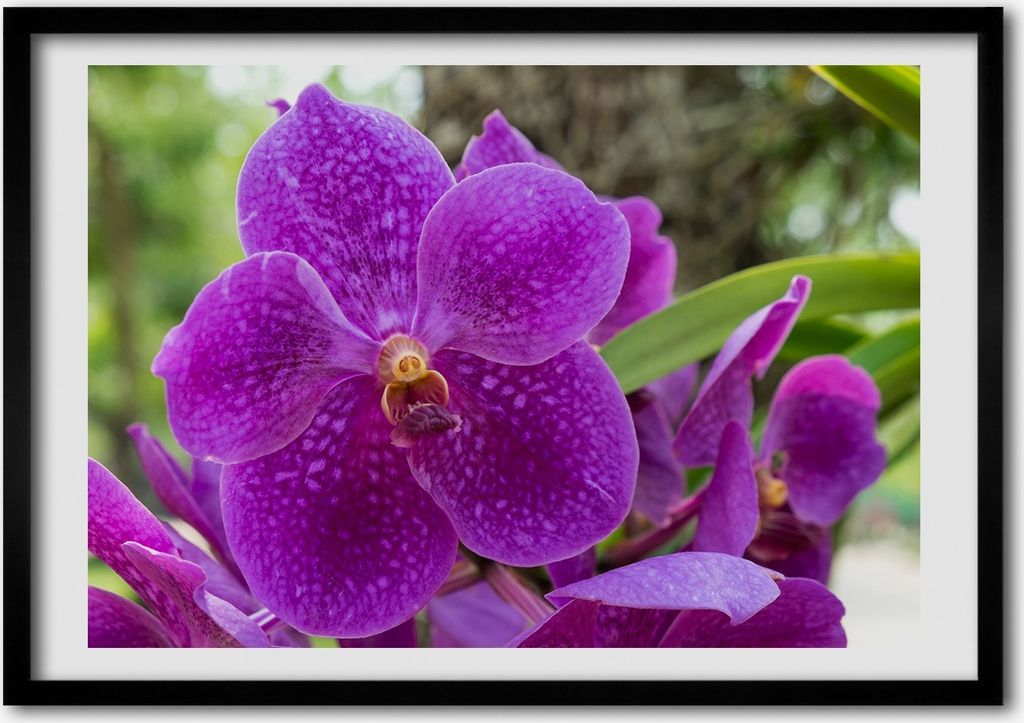 Bild - Bilderrahmen - 100 cm x 70 cm - MDF - Rahmen - Foto - Wandkunst Orchidee