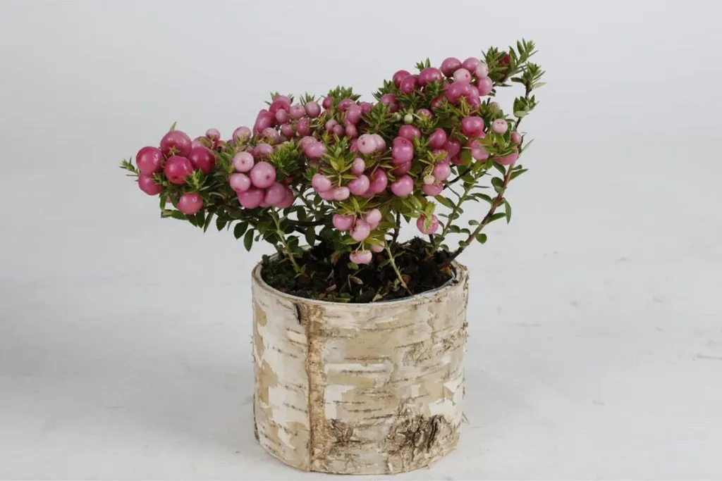 Sublimez vos plantes avec le pack de 12 cache-pots BIRKENSTAME effet bois