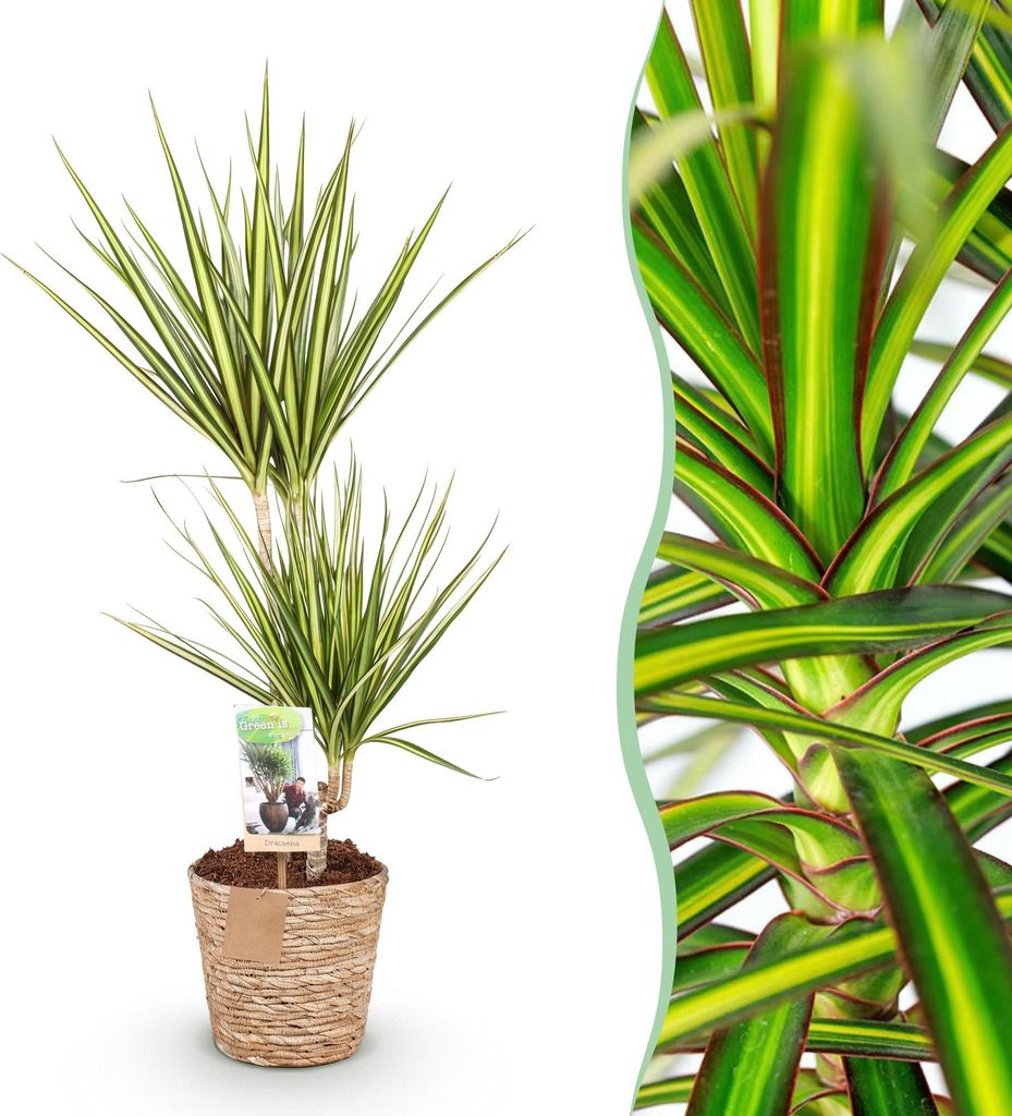 Green boutiQ - Zimmerpflanzen - Dracaena Sunray - Drachenbaum - Wenig Pflege - mit Korb - Grün - Gelb - 1 Pflanze - Topf 17cm - Höhe 70-75cm