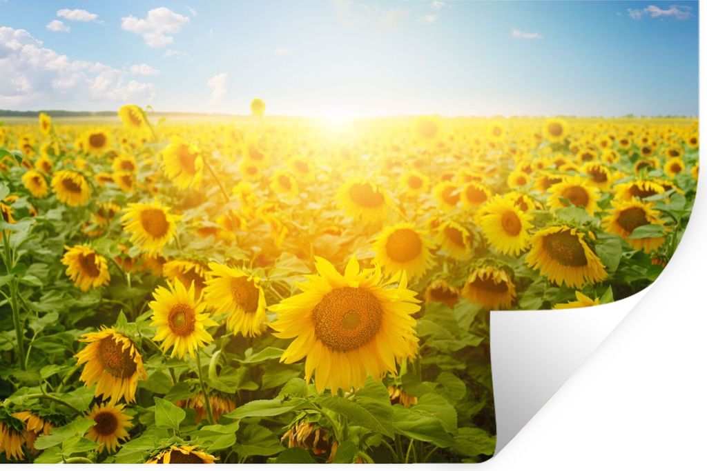 MuchoWow Wandtattoo Wandsticker Wandaufkleber Sonnenblume - Sonne - Wolken 90x60 cm Selbstklebend und Repositionierbar - Aufkleber