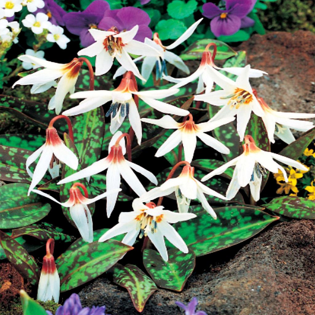 Erythronium bulb Bulbi di fiori Fiori Dogtooth Fiocco di Immagine del prodotto 