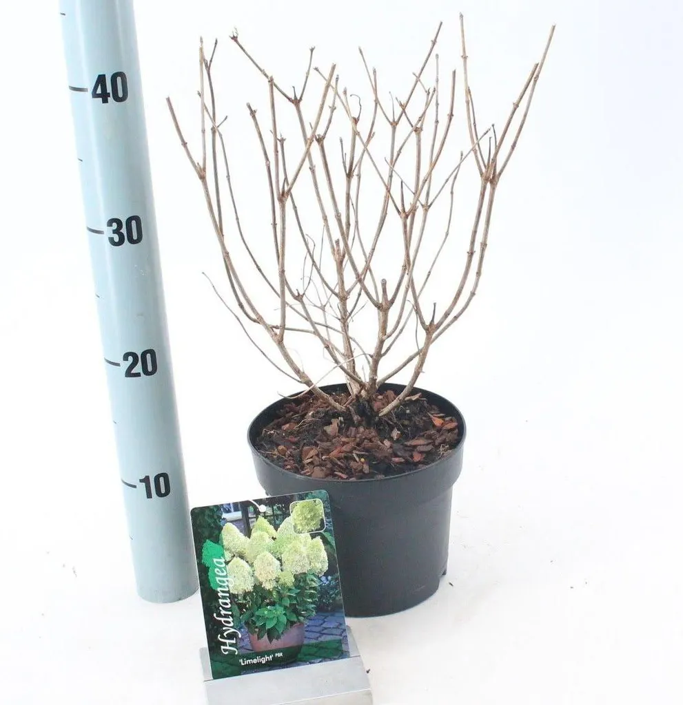 Hydrangea paniculata Limelight PBR - Hortensia arbustif en pot 20-30 cm