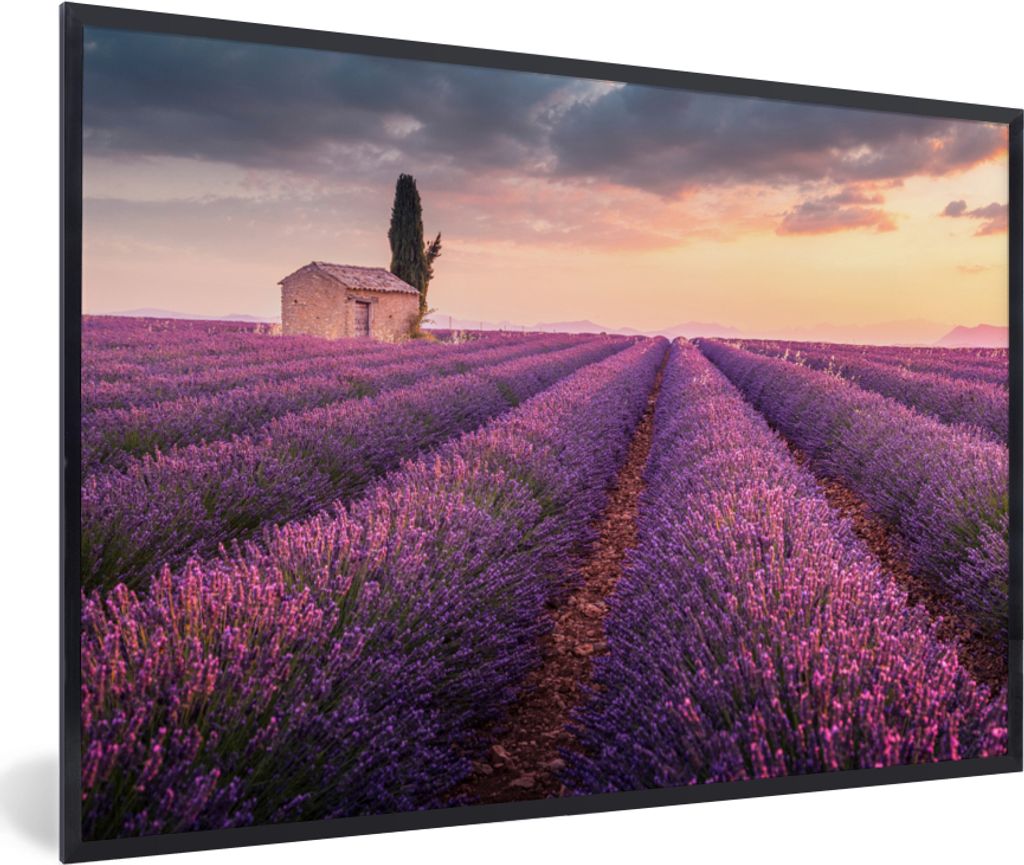 MuchoWow Gerahmtes Poster Lavendel - Blumen - Lila - Feld 90x60 cm - Poster mit Schwarzem Bilderrahmen Wandposter Rahmen Foto Bilder - Fotorahmen...