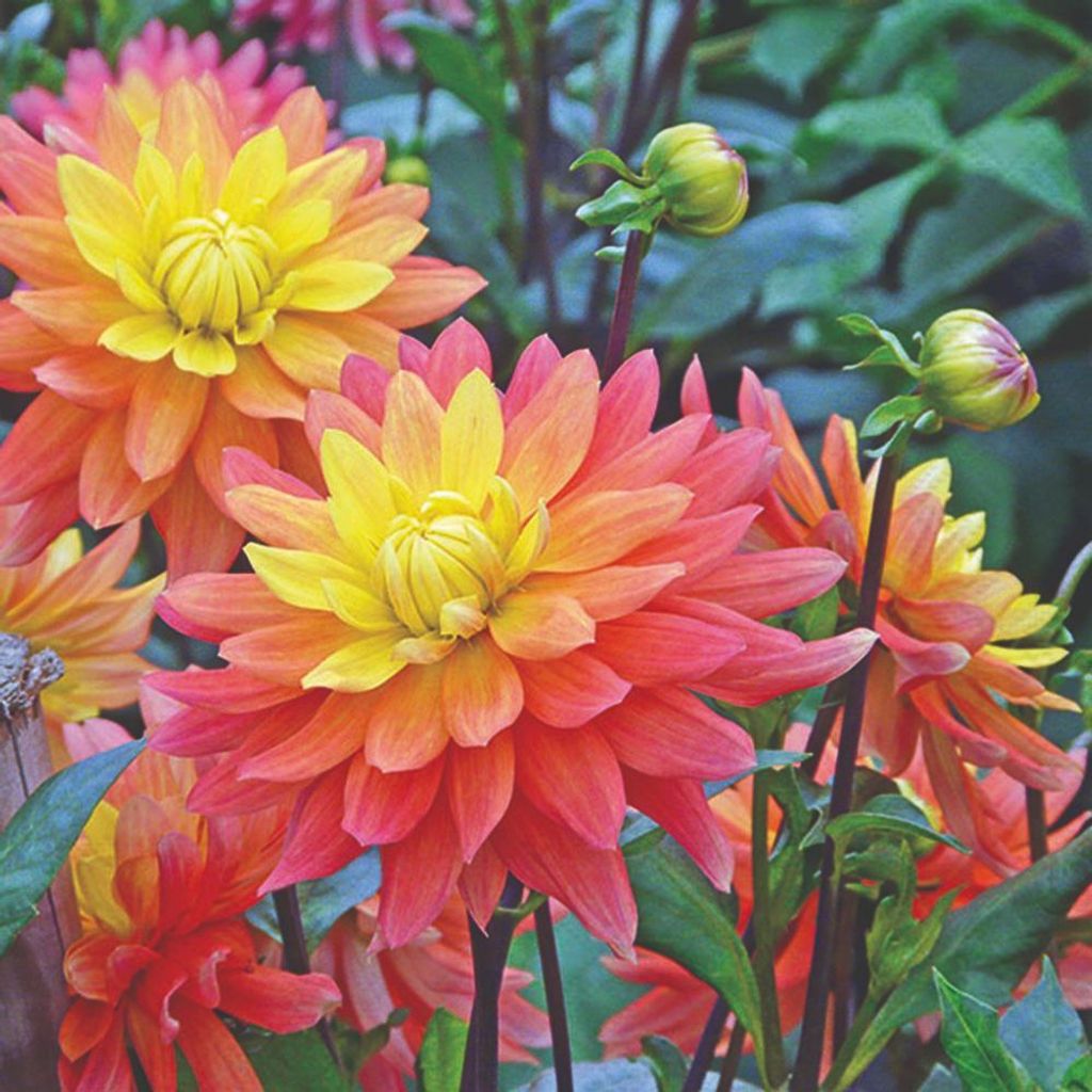 Servietten 33x33 cm 3-lagig 20 Servietten Dahlia