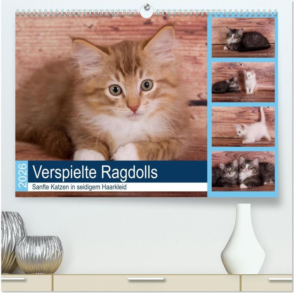 Verspielte Ragdolls -Sanfte Katzen in seidigem Haarkleid (hochwertiger Premium Wandkalender 2026 DIN A2 quer), Kunstdruck in Hochglanz