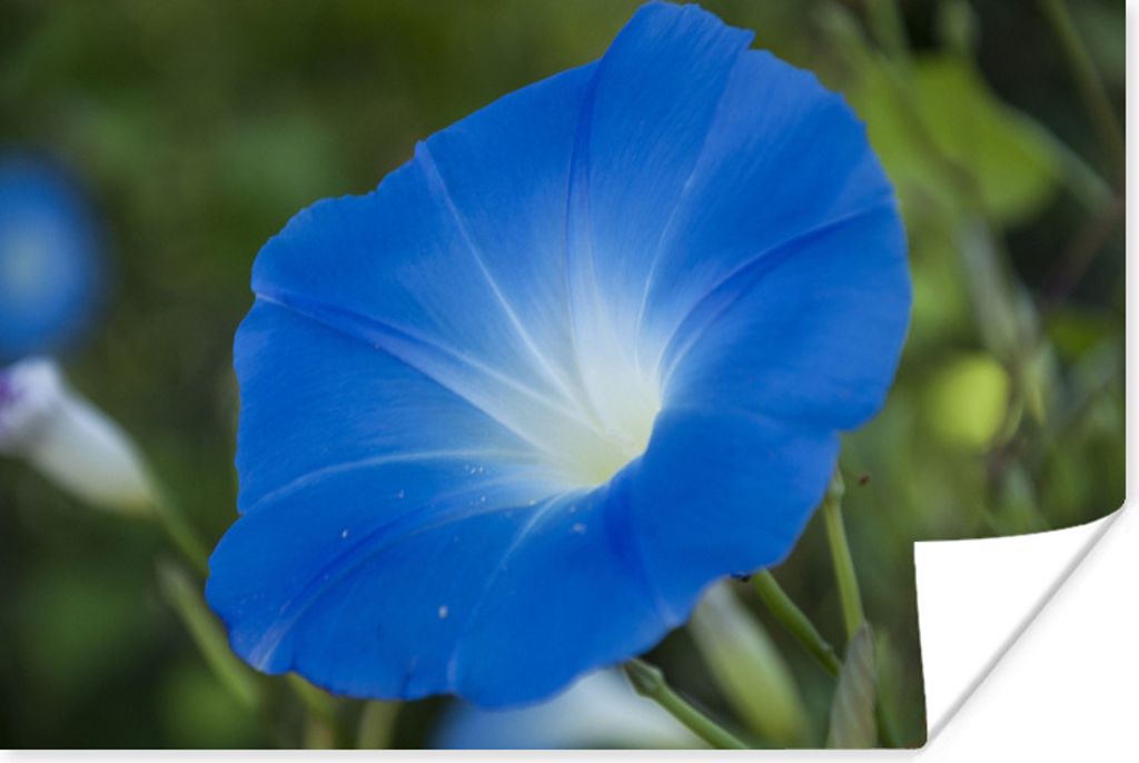 MuchoWow Poster Blaue Orchidee vor einem verblassten Hintergrund 60x40 cm - Schlafzimmerdekoration