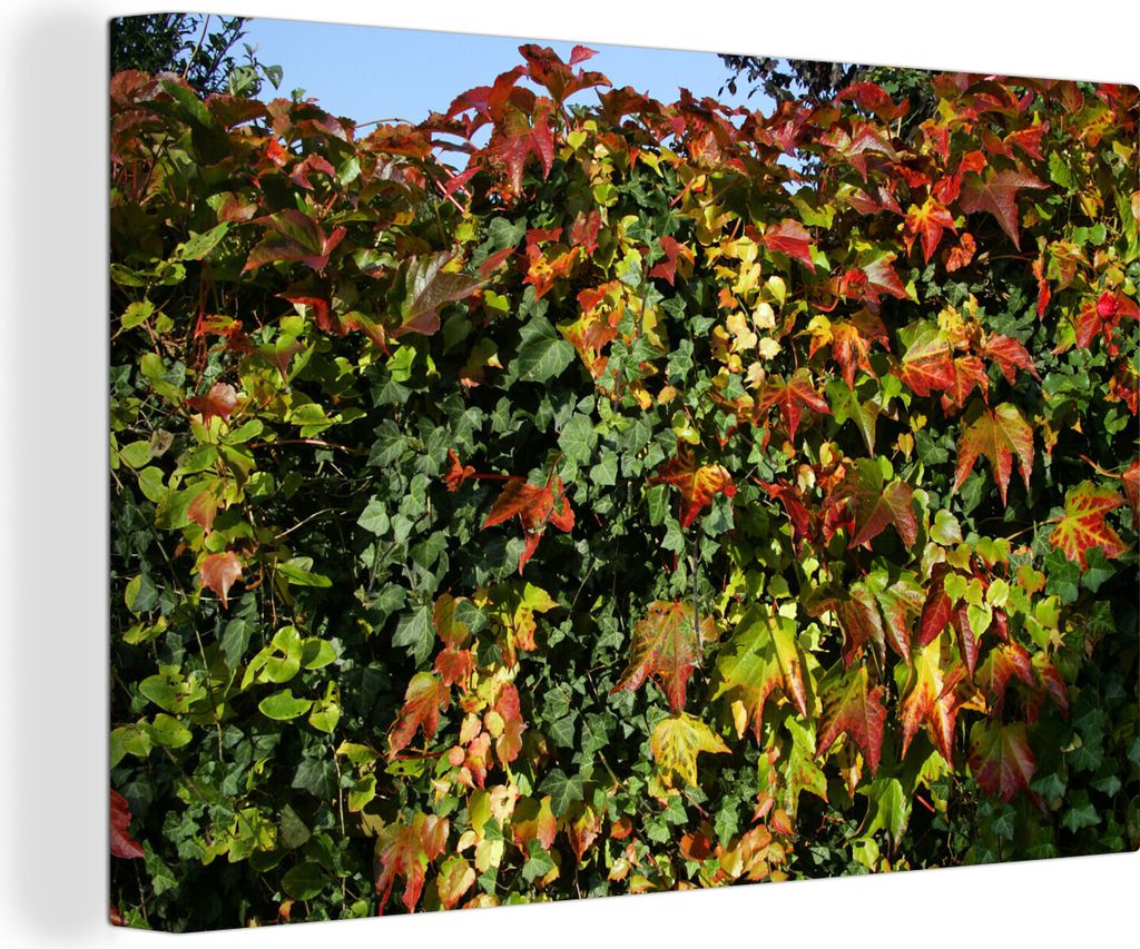 OneMillionCanvasses - Leinwandbilder - 140x90 cm, Bunte Hedera-Blätter an einer Wand, Wandbilder Kunstdruck Wanddekoration - Foto auf Leinwand -...