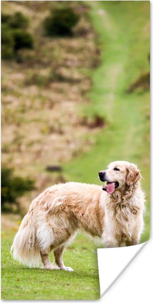 MuchoWow Poster Schönes Bild eines Golden Retrievers 20x40 cm - Plakat - Foto