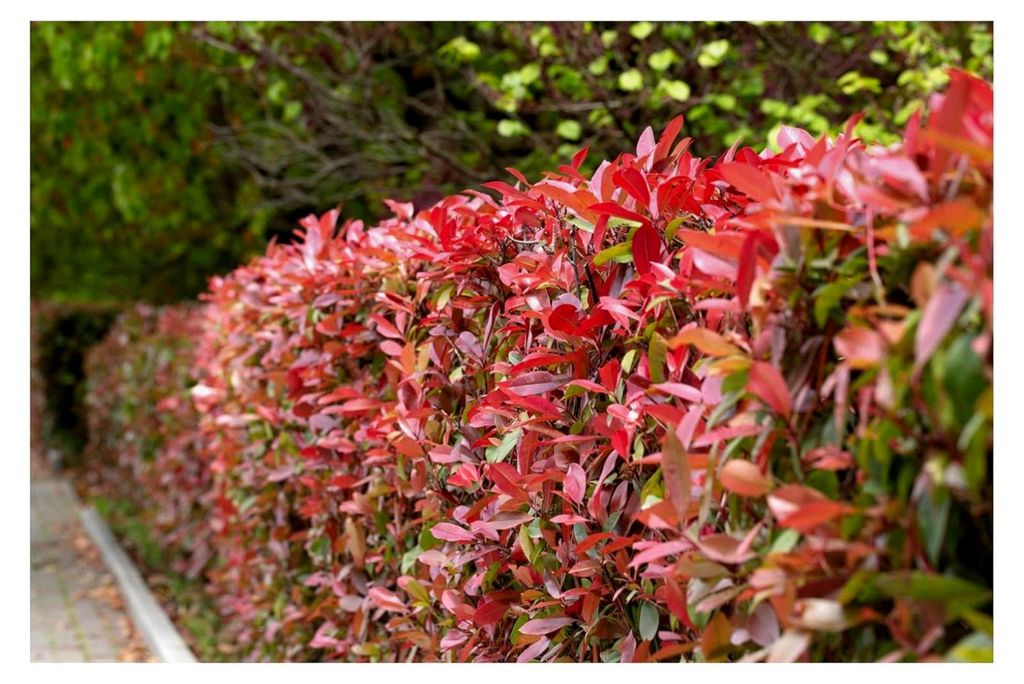 10 x Photinia fraseri 'Red Robin' (Gehölz/Heckenpflanze/Winterhart/Mehrjährig/Immergrün)