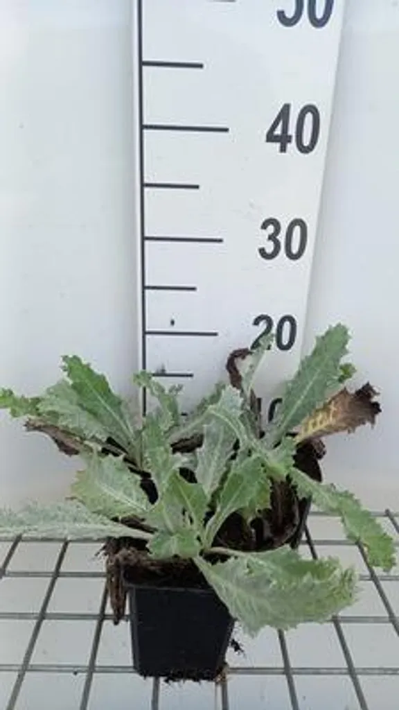 Aménager un jardin sec avec 6 Chardon des ânes Onopordum nervosum