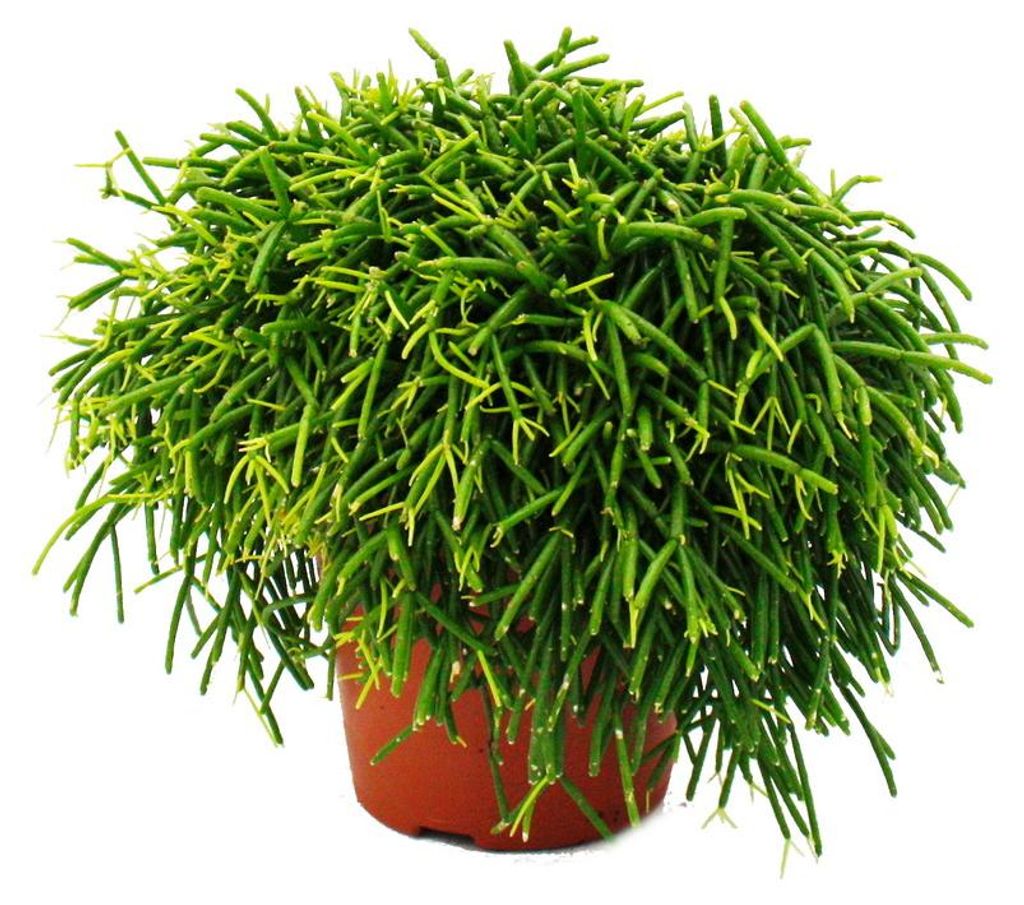 Rhipsalis baccifera Oasis - korálový kaktus - v květináči Obrázek produktu 