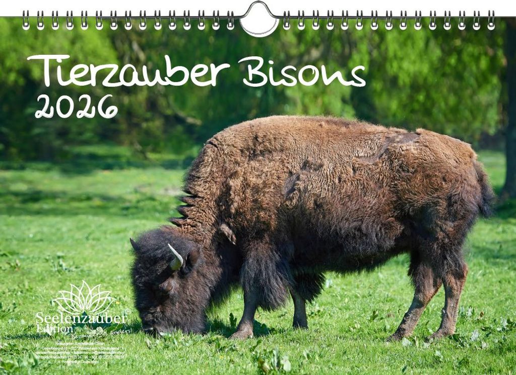 Tierzauber Bisons DIN A4 Kalender für 2026 Amerika - Seelenzauber