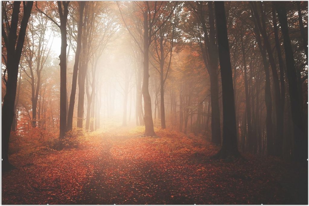 Wallario Wandbild Herbstwald - Weg zu einer Lichtung im Wald, Größe: 61 x 91,5 cm, Poster mit rahmenlosen Bildhalter