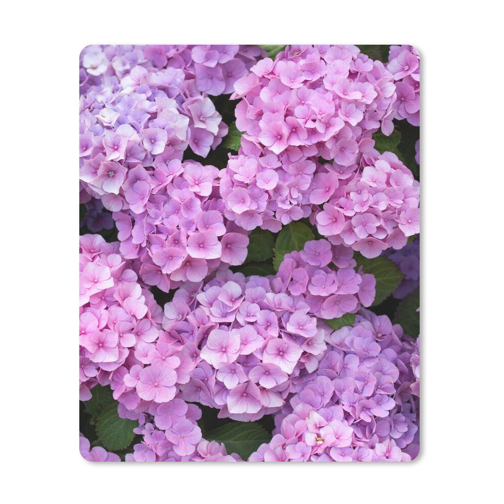 MuchoWow Mauspad Mousepad Blumen - Hortensie - Strauch - Rosa - Blütenblätter 19x23 cm - Mousepads - Maus Mat - Pad - Mausunterlage - Mauspads ...