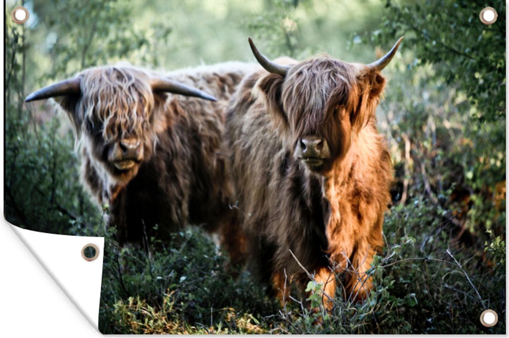 MuchoWow 120x80 cm Outdoor-Poster Gartendeko Sichtschutz Garten Poster für den Garten Schottische Highlander - Wald - Tiere