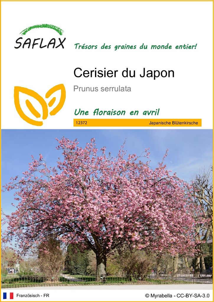 SAFLAX  - Cerisier du Japon - 30 graines - Prunus Image du produit 