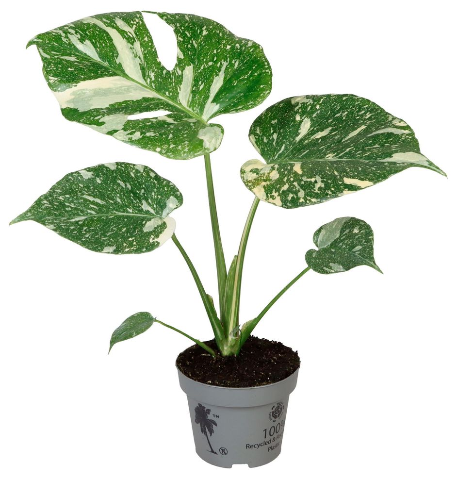 Monstera deliciosa Thai Constellation 40cm  Zimmerpflanze Produktbild 