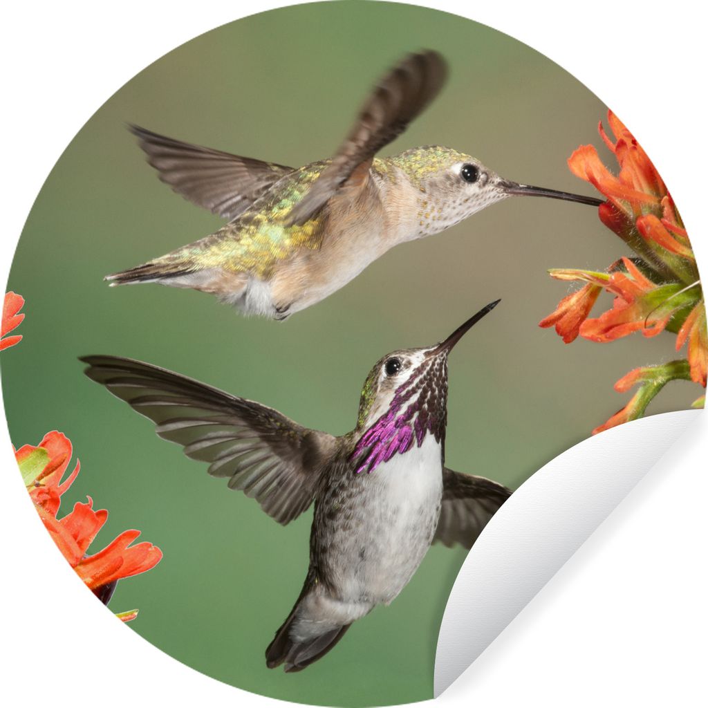 MuchoWow Runde Wandtattoo - Wandsticker Tapete Aufkleber Kolibri - Blumen - Orange Ø 100 cm Selbstklebend und Repositionierbar - Wandaufkleber -...