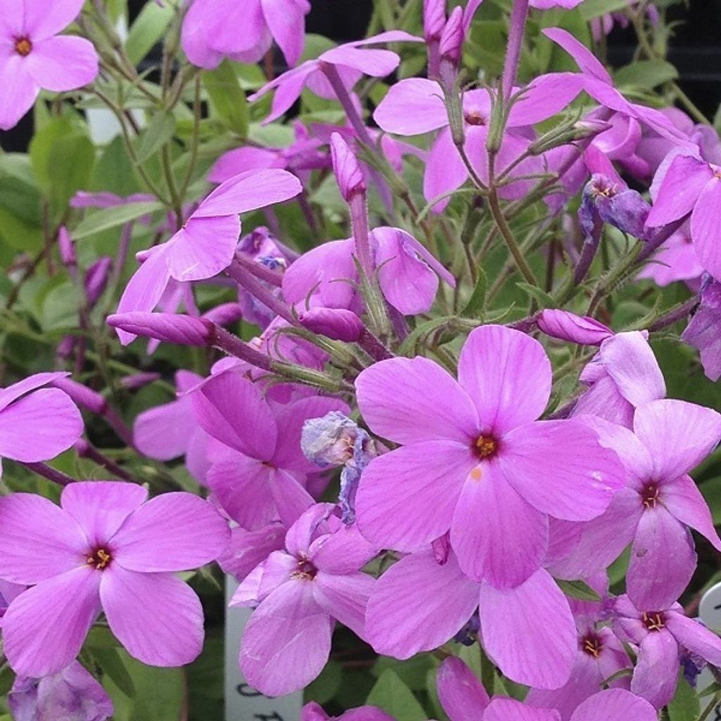 6 x Ausläufer Flammenblume - Phlox stolonifera 'Pink Ridge' | Topf 9cm x 9cm
