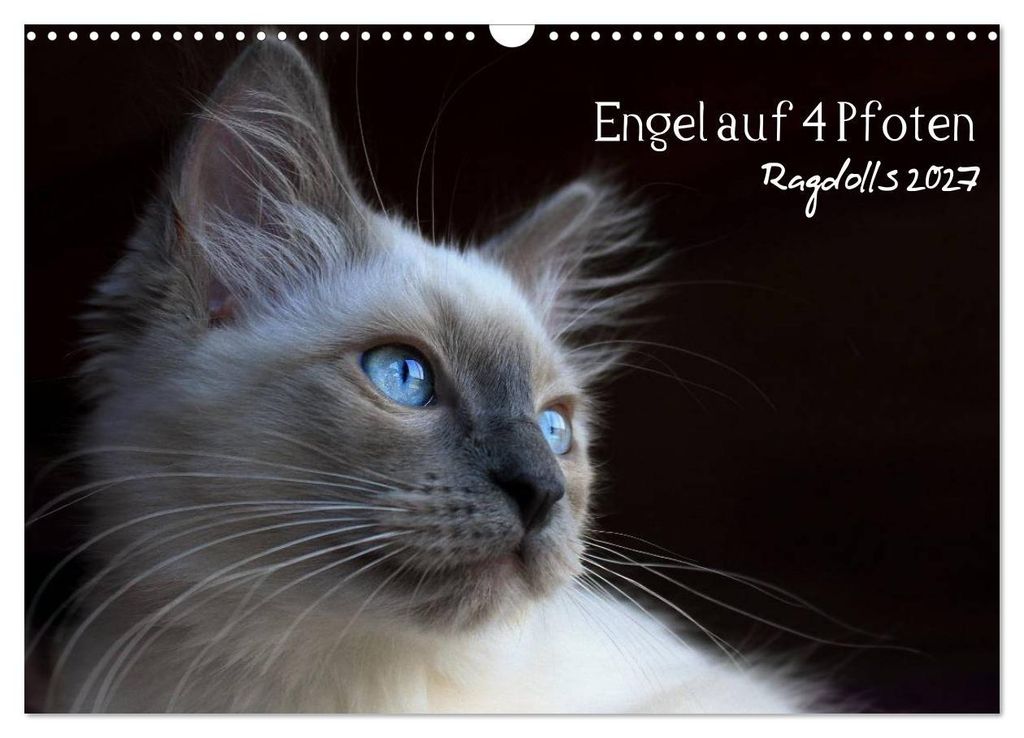 Engel auf 4 Pfoten - Ragdolls 2027 (Wandkalender 2027 DIN A3 quer), CALVENDO Monatskalender