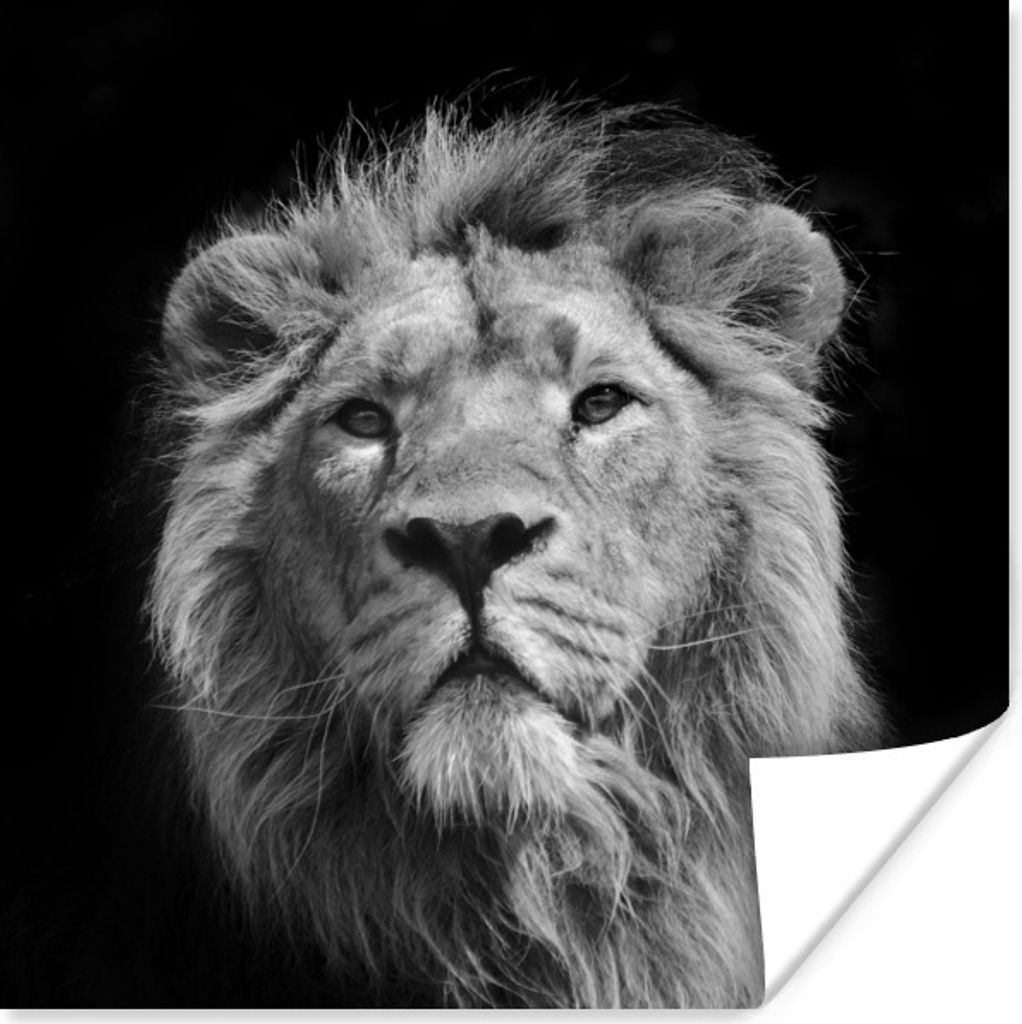 MuchoWow Poster Asiatischer Löwe vor schwarzem Hintergrund in Schwarz und Weiß 50x50 cm - Wohnzimmerdekoration