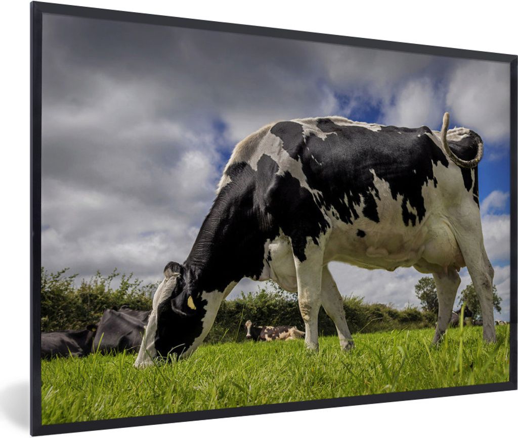 MuchoWow Gerahmtes Poster Kuh - Gras - Schwanz - Tiere 90x60 cm - Poster mit Schwarzem Bilderrahmen Wandposter Rahmen Foto Bilder - Fotorahmen - ...