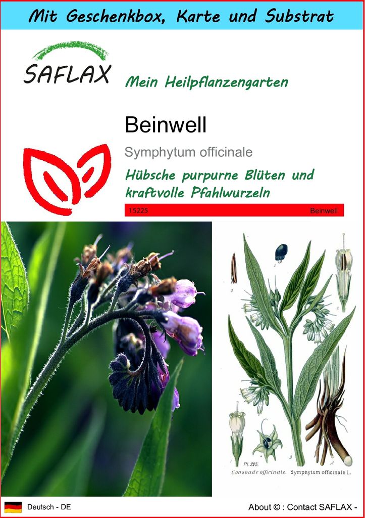 SAFLAX - Geschenk Set - Heilpflanzen - Beinwell - 15 Samen - Mit Geschenk- / Versandbox, Versandaufkleber, Geschenkkarte und Anzuchtsubstrat - Symp...