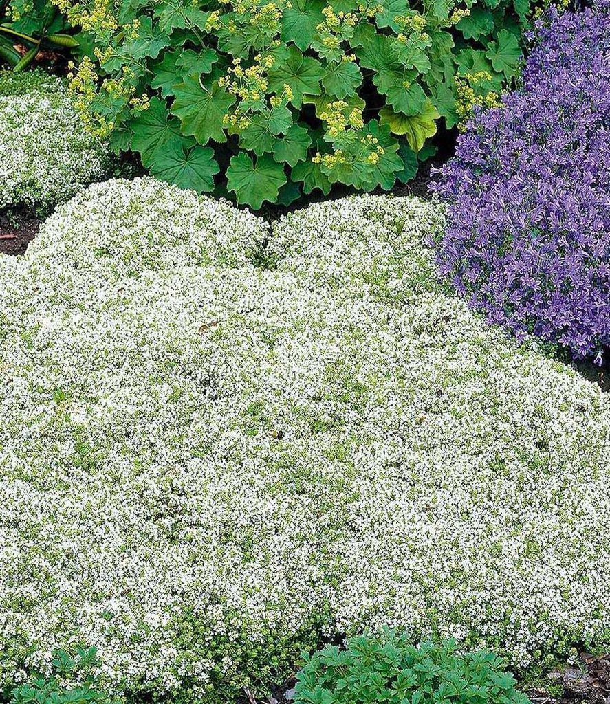 BALDUR Garten 9x Winterharter Weißer Polsterthymian, Pflanzen im 9x9 cm-Topf, Thymus praecox albiflorus, Polsterthymian, Thymian Pflanze, blühend...