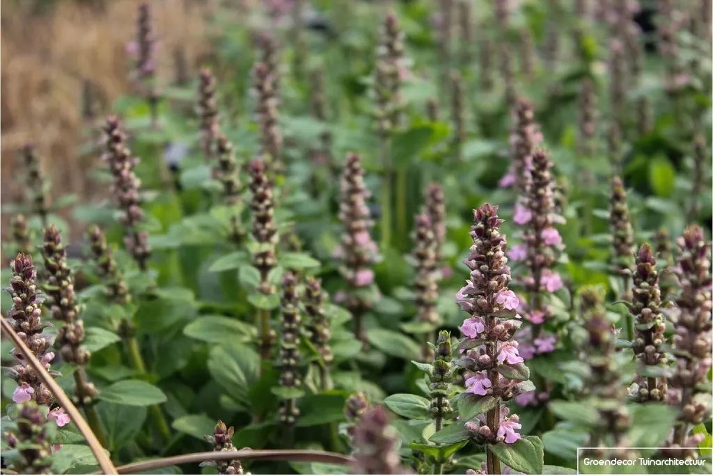 Lot de 6 Ajuga reptans Rosea - Bugle rampante en godets de 9x9cm