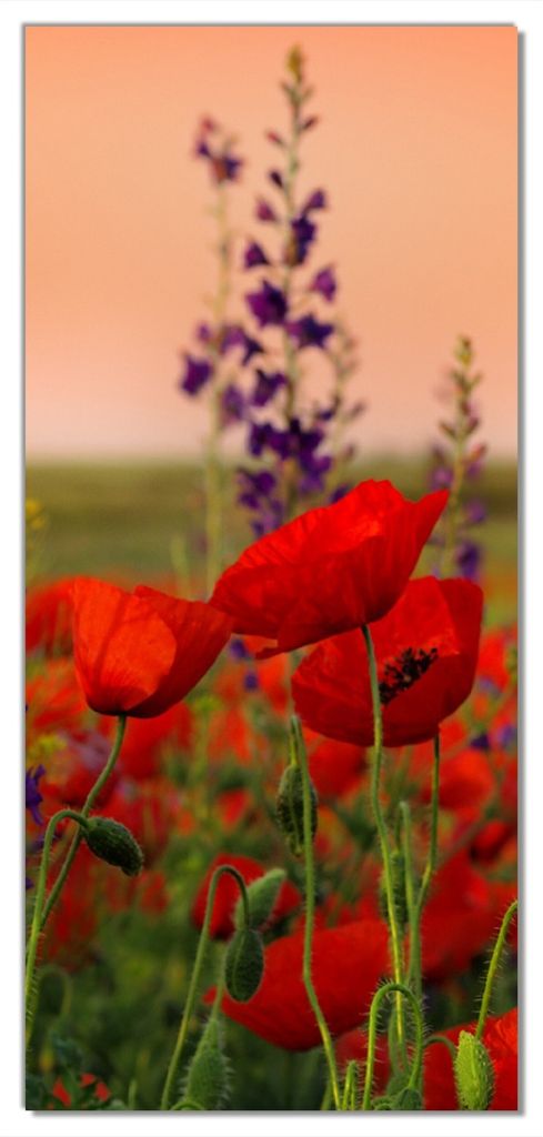 Wallario selbstklebende Türtapete 93 x 205 cm - Mohnblumen auf dem Feld - Abwischbar, rückstandsfrei zu entfernen