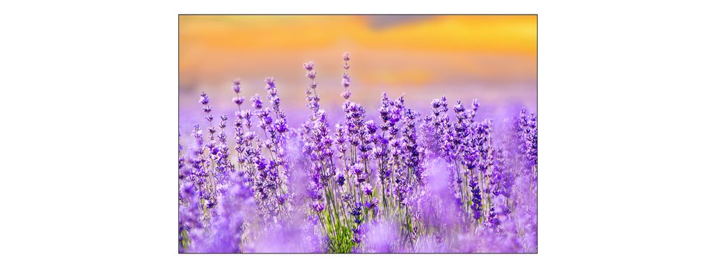 Muralo Fototapete Blumen 180 (B) x 120 (H) cm Vlies Tapete Wandtapeten Wohnzimmer Schlafzimmer moderne Wandbilder XXL Pflanzen Natur Wand Dekoration