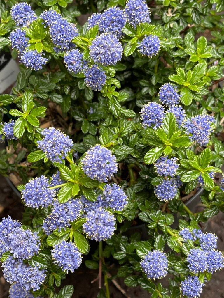 Ceanothus 'Blue Mound' - Vrecovitý kvet 25 - 30 cm Obrázok produktu 