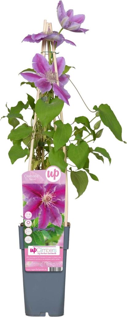 2 x Waldrebe - Clematis 'Doctor Ruppel' | 50-60 cm in Container