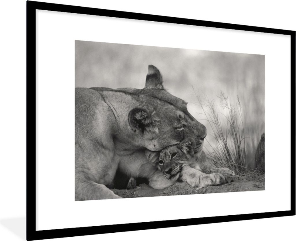 MuchoWow® Gerahmtes Poster Löwin - Jungtier - Schwarz 90x60 Produktbild 